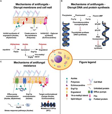 Nine Things Genomics Can Tell Us About Candida auris